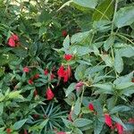 Malvaviscus penduliflorus Hábito