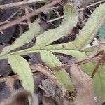 Cephalaria gigantea Leaf