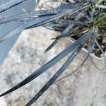 Ophiopogon planiscapus 葉