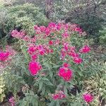 Phlox paniculata Sonstige