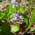 Viola rostrata Flower