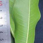 Ficus yoponensis その他の提案