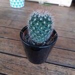 Mammillaria wrightii Hoja