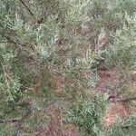 Juniperus virginianaLeaf