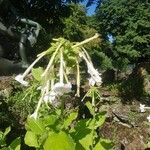 Nicotiana sylvestris 花