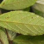 Cordia nodosa Blatt