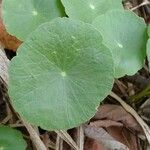 Hydrocotyle verticillata Feuille