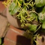 Nigella damascena Leaf