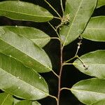 Mabea excelsa Leaf