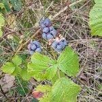 Rubus caesius Gyümölcs