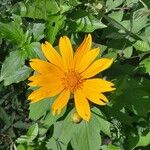 Tithonia diversifolia 花