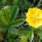 Potentilla aurea Лист