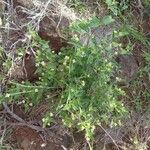 Lantana viburnoides Habit