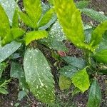 Aucuba japonica Φύλλο