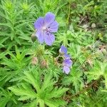 Geranium pratenseКветка