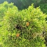 Juniperus phoeniceaFruit