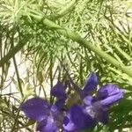 Delphinium ajacis Kwiat