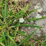 Spergula arvensis Blomst