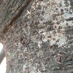 Afzelia quanzensis 树皮
