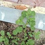 Trianthema portulacastrum Leaf