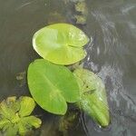 Nuphar pumila पत्ता