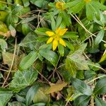 Eranthis hyemalisLeaf