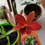 Cattleya brevipedunculata Çiçek
