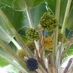 Pritchardia pacifica Fruit