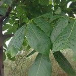 Carya glabra List