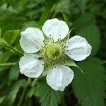 Rubus rosifolius പുഷ്പം