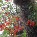 Erythrina falcata Fleur