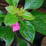 Impatiens wallerianaLapas
