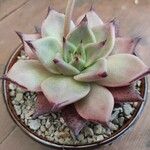 Echeveria agavoidesBlad