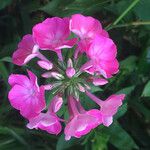 Phlox paniculata Квітка