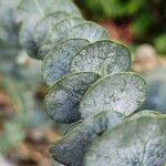 Eucalyptus pulverulenta Blad