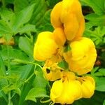 Senna alataBloem