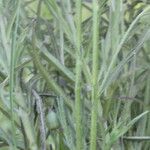 Anisantherina hispidula Corteza