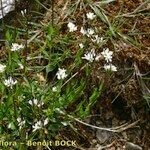 Arabis soyeri Habit