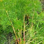 Paeonia tenuifolia Habitus