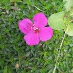 Centradenia inaequilateralis Flower