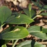 Ruscus hypoglossum 葉