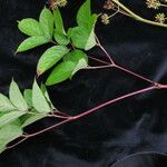 Aralia cachemirica Агульны выгляд