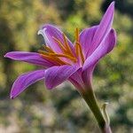 Zephyranthes carinata 花