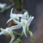 Cyrtorchis ringens Цветок