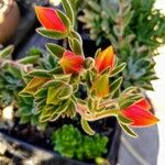 Echeveria spp. Цветок
