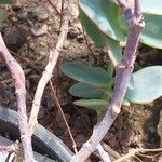 Kalanchoe marnieriana Bark