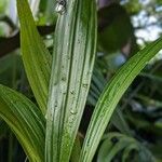 Coelogyne trinervis Yaprak