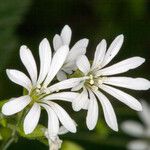 Stellaria nemorum Květ