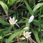 Nothoscordum bivalve Flor