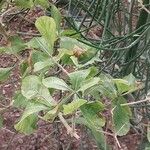 Gardenia volkensii Blatt